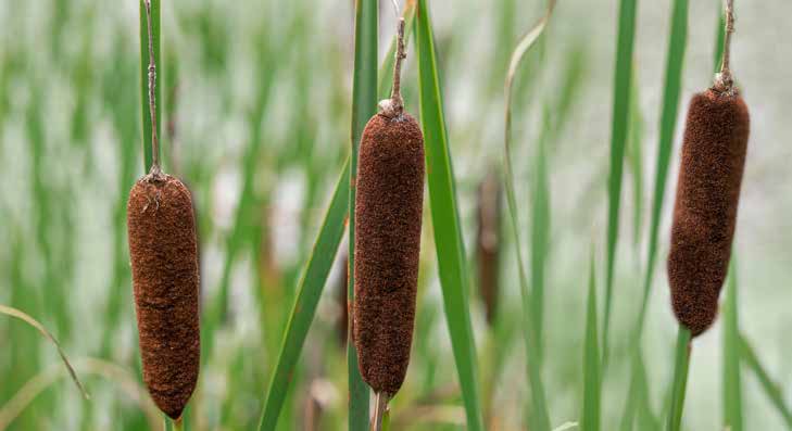 Drei braune Rohrkolbenpflanzen mit grünen Blättern in einem Teich